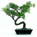 Bonsai Médio