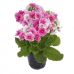 Primula