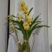 Cymbidium Orquídea