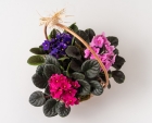 Cesta com 3 Violetas e Chocolates