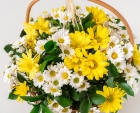 Cesta de Margaridas com Duas Cores