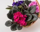 Cesta com 3 Violetas 