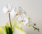 Orquídea Phalaenopsis para Presente, Chocolates e Pelúcia