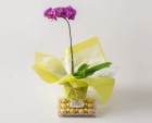 Orquídea Phalaenopsis Pink e Chocolate